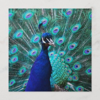 Pretty Peacock Invitations by WildlifeAnimals at Zazzle