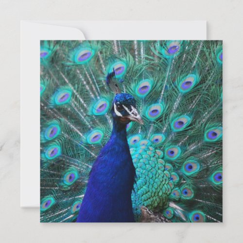 Pretty Peacock Invitations