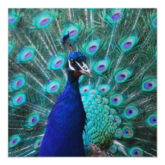 Pretty Peacock Invitations
