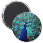 Pretty Peacock Magnet