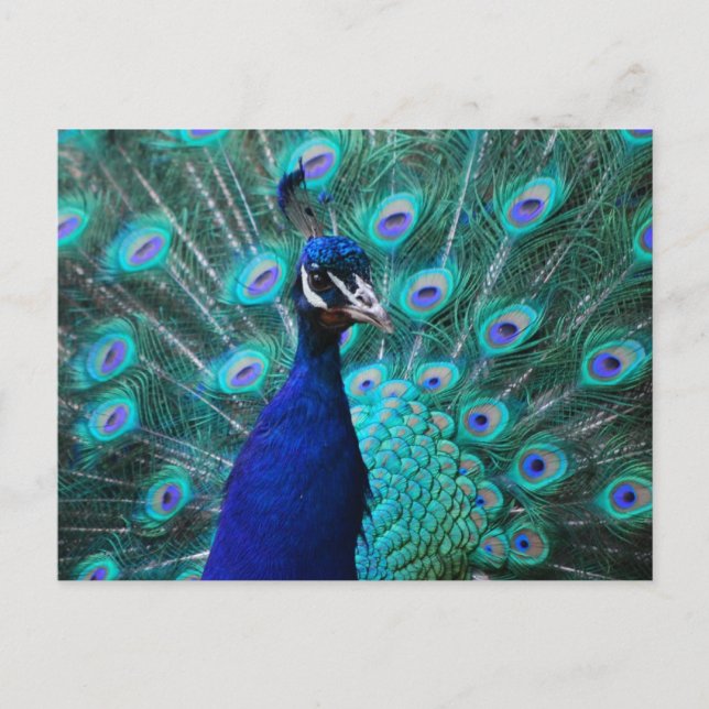 Pretty Peacock Postcard (Front)