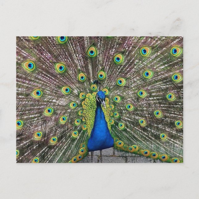 Pretty Peacock Postcard (Front)