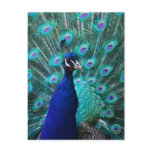 Pretty Peacock Postcard