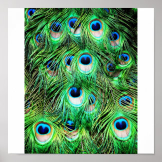 Pretty Peacock Poster
