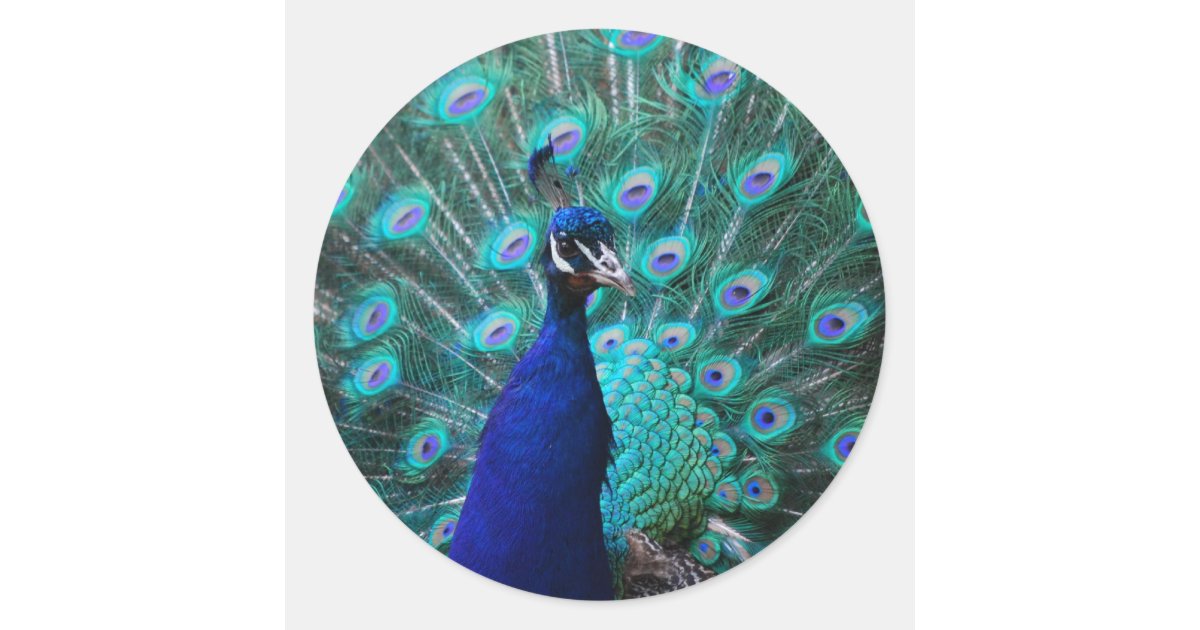 Pretty Peacock Sticker | Zazzle.com
