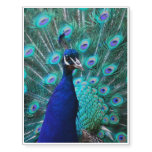 Pretty Peacock Temporary Tattoos