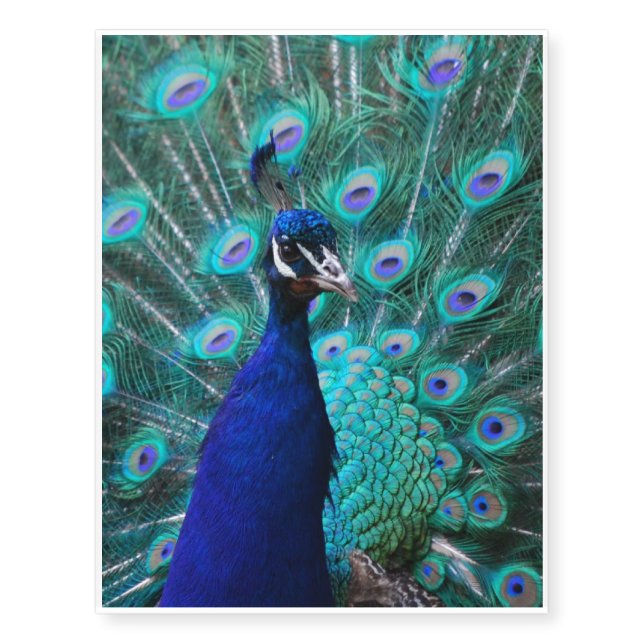 Pretty Peacock Temporary Tattoos (Front)