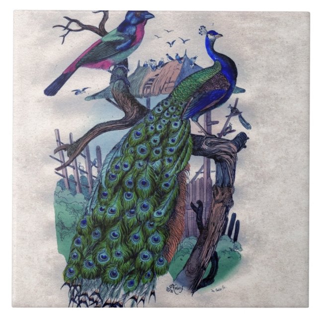 Pretty Peacock with Bird Ceramic Tile (Front)