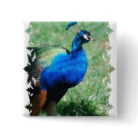 Pretty Peafowl  Button