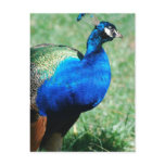Pretty Peafowl  Postcard