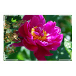 Pretty Peony Poster