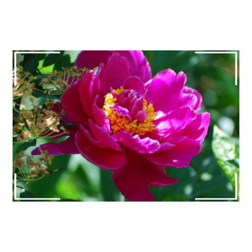 Pretty Peony Poster