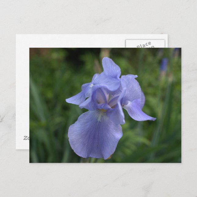 Pretty Periwinkle Iris Garden Postcard (Front/Back)