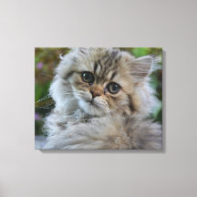 Pretty Persian Kitten