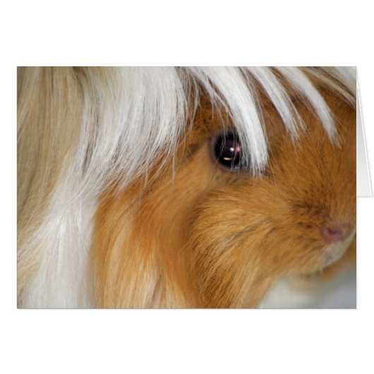 Pretty, Peruvian, Buff and White Guinea Pig Face (Front Horizontal)