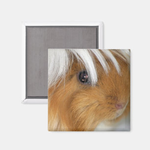 Pretty, Peruvian, Buff and White Guinea Pig Face Magnet