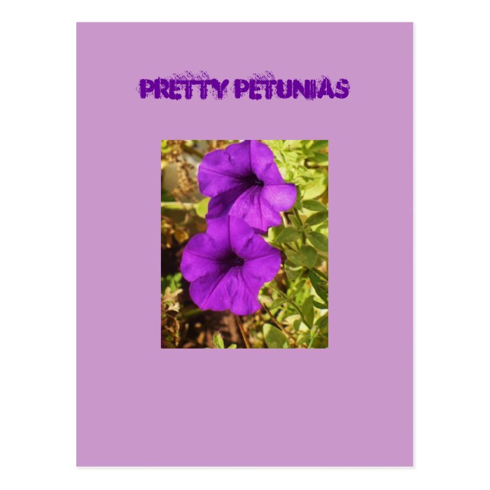 Pretty Petunias Post Cards