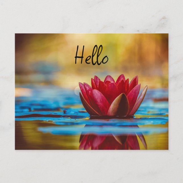 Pretty Photo of a Lotus Flower in a Pond Holiday Postcard (Front)