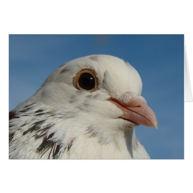 Pretty Pigeon (Front Horizontal)