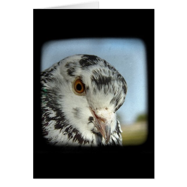 Pretty Pigeon Cards (Front)