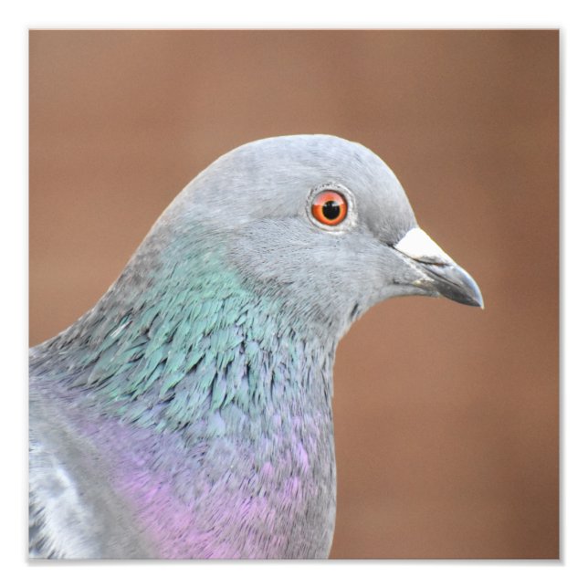 Pretty Pigeon  Photo Print (Front)