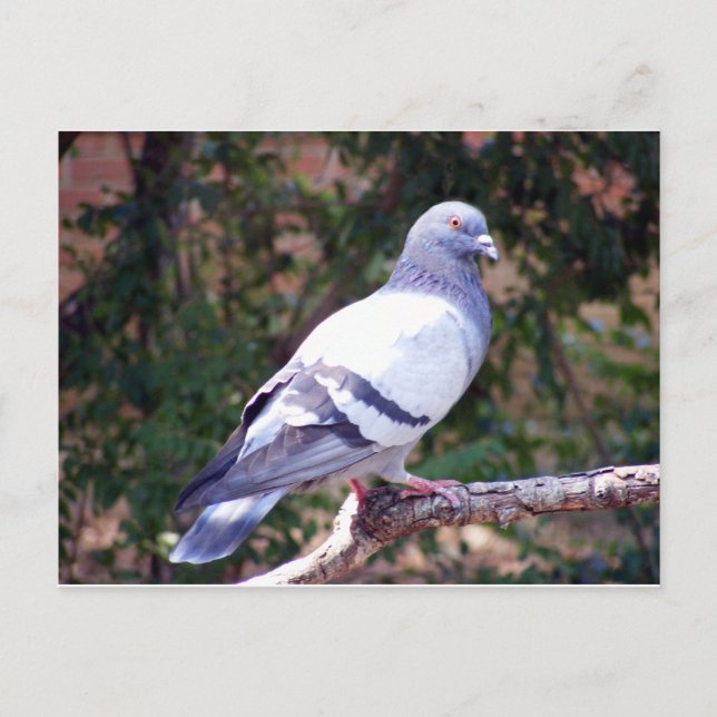 Pretty Pigeon Postcard (Front)