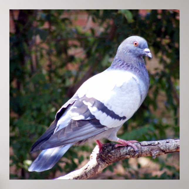 Pretty Pigeon Poster (Front)