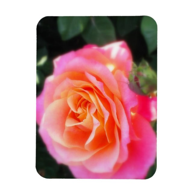 Pretty Pink and Orange Rose Macro Photo   Magnet (Vertical)