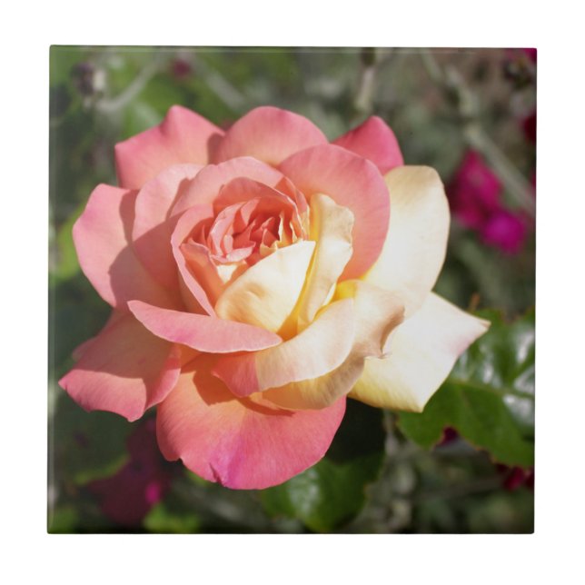 Pretty  pink and yellow rose flower.  Floral Tile (Front)