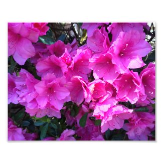 Pretty Pink Azaleas in Bloom