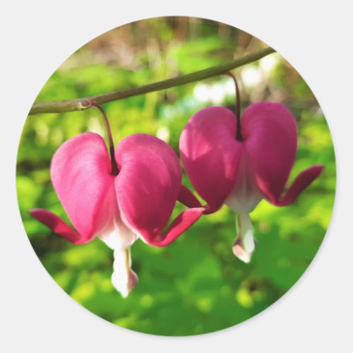 Pretty Pink Bleeding Heart Flowers Round Sticker