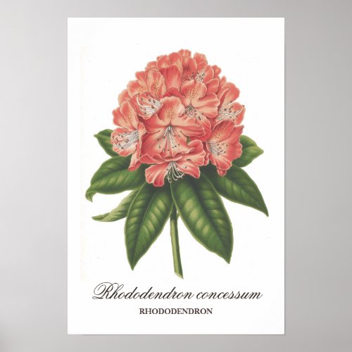 Pretty Pink Botanical Rhododendron Print