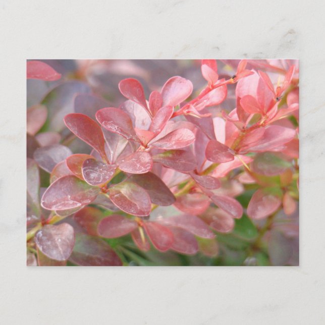 Pretty Pink Branches Postcard (Front)