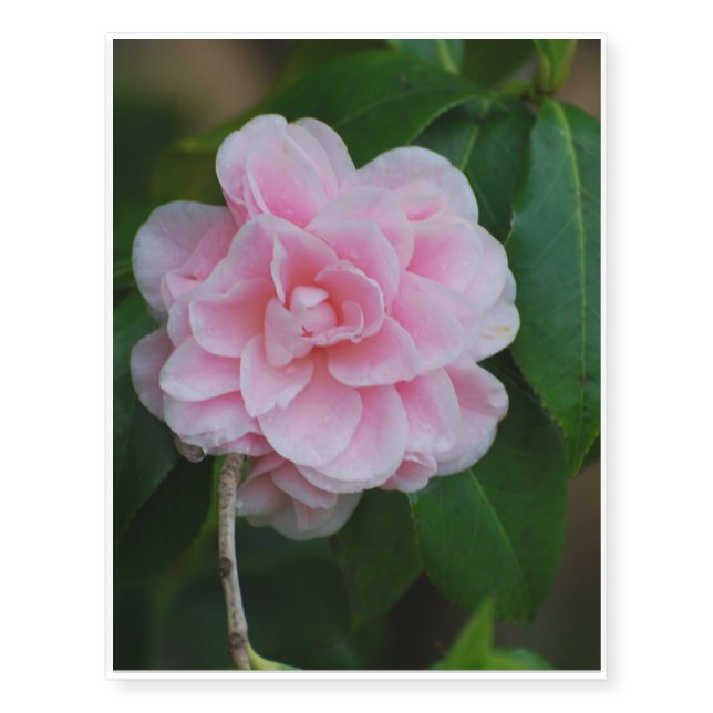 Pretty Pink Camelia Temporary Tattoos (Front)
