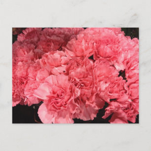 Pretty Pink Carnation Flowers Postcard
