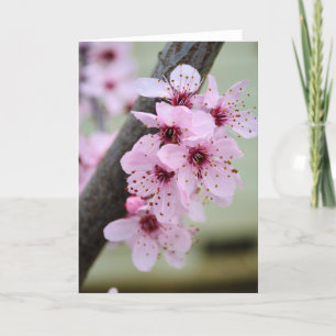 Pretty Pink Cherry Blossom Flowers Card