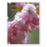 Pretty Pink Cherry Blossoms Temporary Tattoos