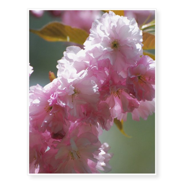 Pretty Pink Cherry Blossoms Temporary Tattoos (Front)