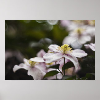 Pretty Pink Clematis flower Poster