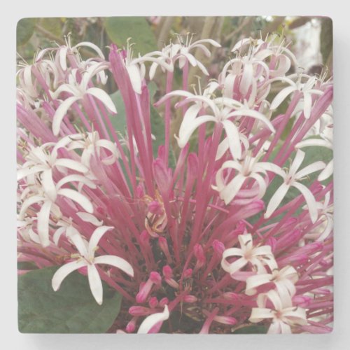 Pretty Pink Clerodendron Starburst Stone Coaster