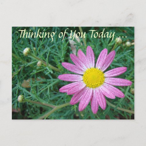 Pretty Pink Daisy Postcard