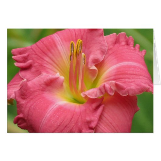 Pretty Pink - Daylily Cards (Front Horizontal)