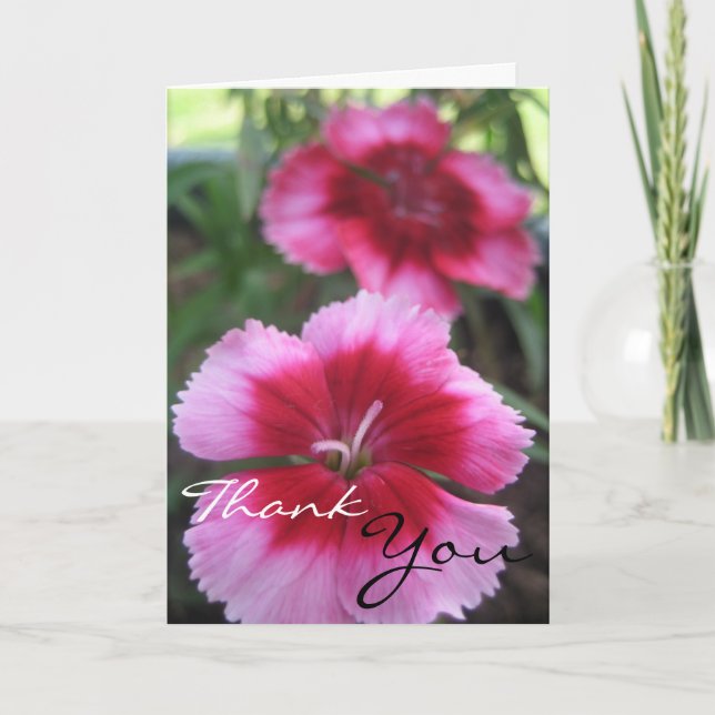 Pretty Pink Dianthus Greeting Card (Front)