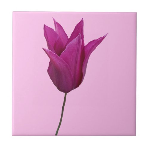 Pretty pink Dutch tulip floral boho fun ceramic  Ceramic Tile