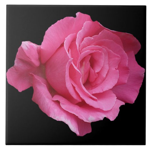 Pretty pink English rose trendy boho floral girly Ceramic Tile