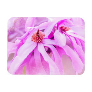 Pretty Pink Flower Blossoms Magnet