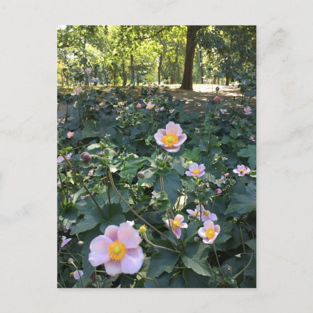 Pretty Pink Flowers Central Park NYC Spring Photo Postcard (Front)