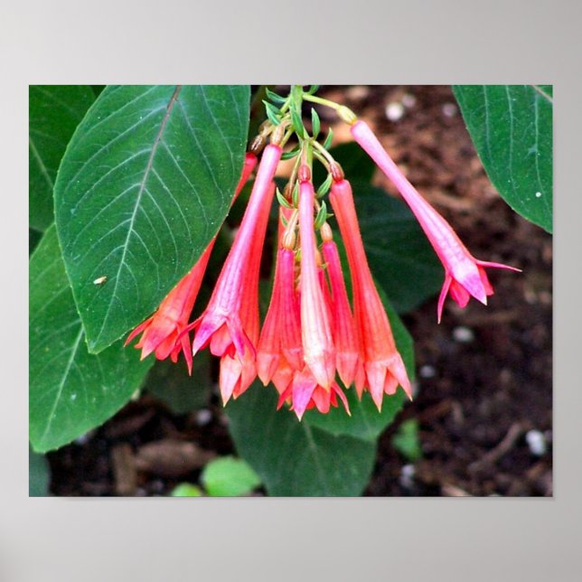 Pretty Pink Flowers Close Up Poster (Front)