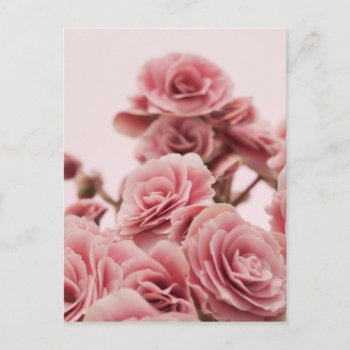Pretty Pink Flowers Postcard by RosaAzulStudio at Zazzle
