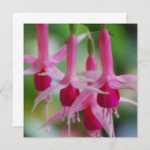 Pretty Pink Fuchsia Flowers (Front/Back)